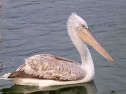 Pelican sitting in water