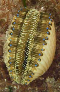 Bay Scallop