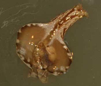 sea hare fish in water