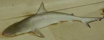 Atlantic sharpnose shark live