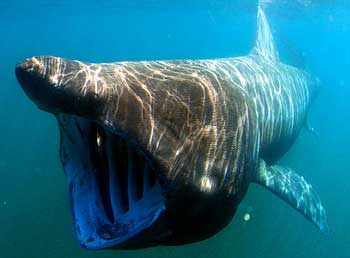 Basking shark with it's mouth wide open filter feeding as it swims