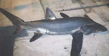 Bigeye Thresher shark laying on concrete with very big eyes and long wide fins