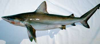 shinny, wet bignose shark on a plastic sheet
