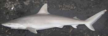blacknoe shark laying on edge of water