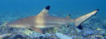 blacktip shark