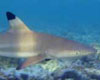 Spinner Shark