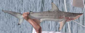 Blacktip shark just caught held by a man on a boat