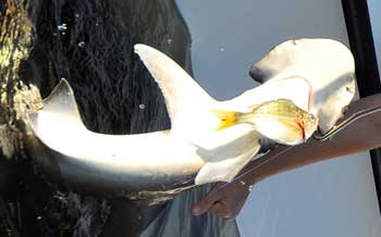 Bonnethead Shark caught on fishing line on a boat