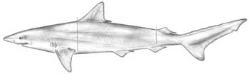 Caribbean Sharp Nose drawing