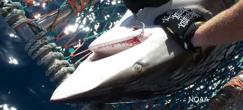 dusky shark face showing shark teeth