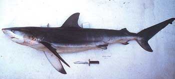 Dusky Shark laying next to a large knife