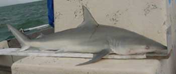 finetooth shark next to a large ruler with a tag in it