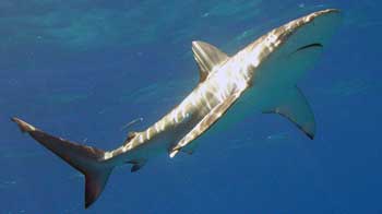Galapagos Shark in the water