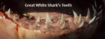 Great White Shark