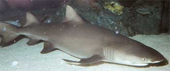 Lemon shark in the water near a reef