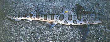 leopard shark in the water with a tag on it showing beautiful tiger pattern in shades of gray on a light background
