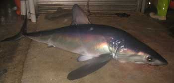 longfin mako out of water showing shinny skin