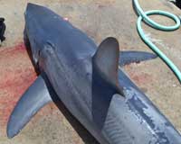 back of Shortfin Mako Shark