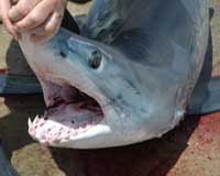 face of Shortfin Mako Shark