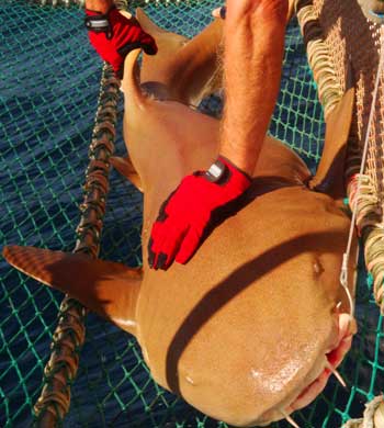 nurse shark face