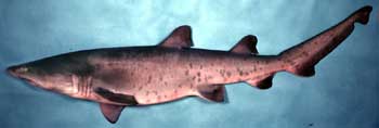 sand tiger shark in the water showing fat belly, dark tipped fins, spots and long tail fin