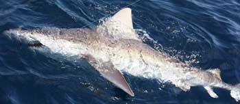 Nurse shark sitting on the bottom