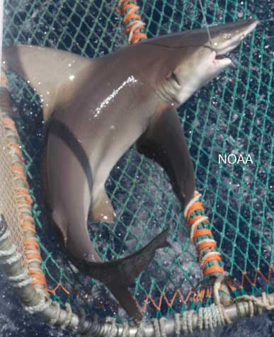 sandbar shark in a net