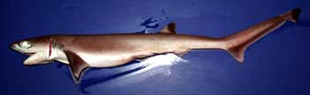 Sharpnose Sevengill Shark