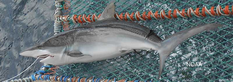 silky shark on a net