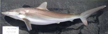 Silky Shark on a table