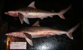 2 Small tail sharks 