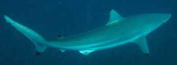 Spinnner Shark in the water