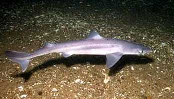 spiny dogfish in water