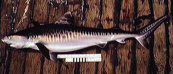 live tiger shark on dock with ruler under it 