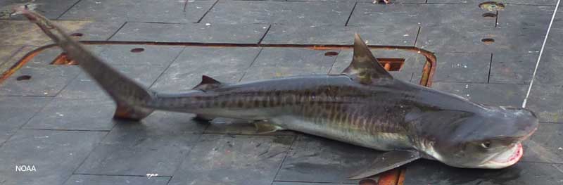 tiger shark on a boat deck
