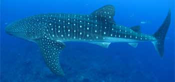 whale shark swimming in the water