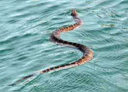 Water Moccasin