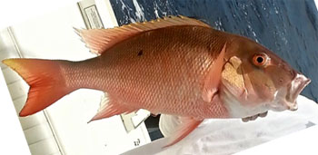 Mutton Snapper