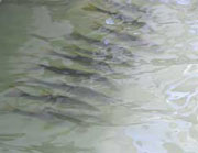 Snook fish in the water, about 8 in a row in front of a building