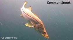Common Snook in the water