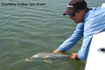 Man holding a snook in the water practicing catch and release 