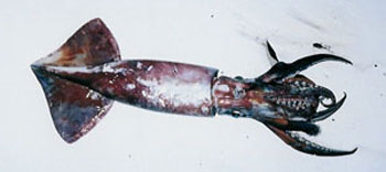 Atlantic longfin squid on a boat deck about 2 feet long