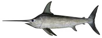 Swordfish image
