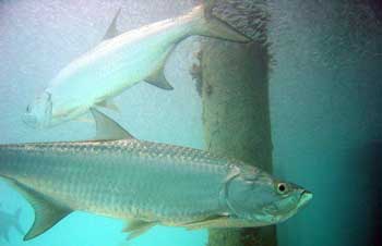 two tarpon swimming under a piling in the water