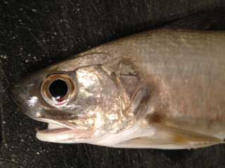 closeup of the face of an atlantic threadfin fish