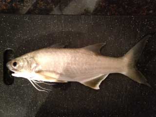 atlantic threadfin showing long wiskers