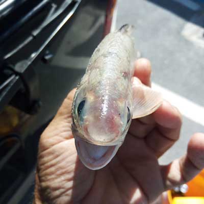 face of the atlantic threadfin