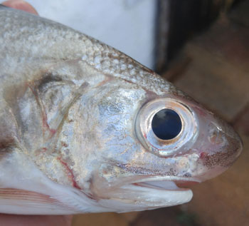 closeup of face of threadfin