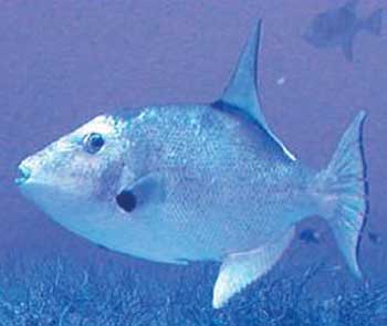 Ocean triggerfish