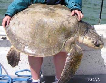 Kemp's Rigley turtle held by a NOAA employee on a boat